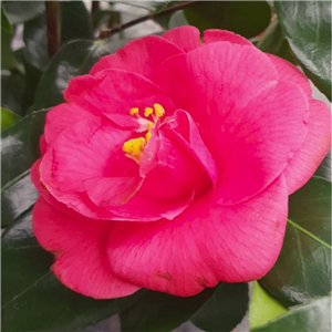 Camellia Japonica 'Adolphe Audusson'